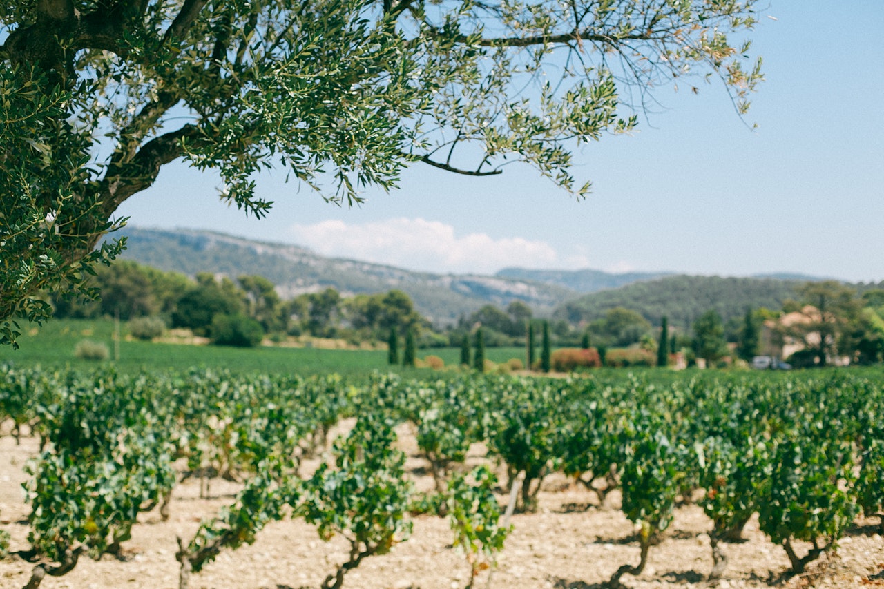 vignoble-italie